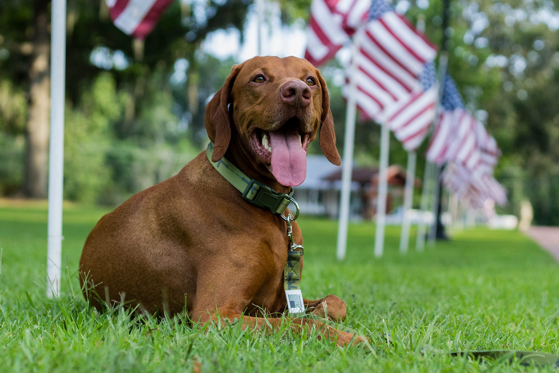 Patriotic Happy Fourth of July Dog Collar – muttsnbones